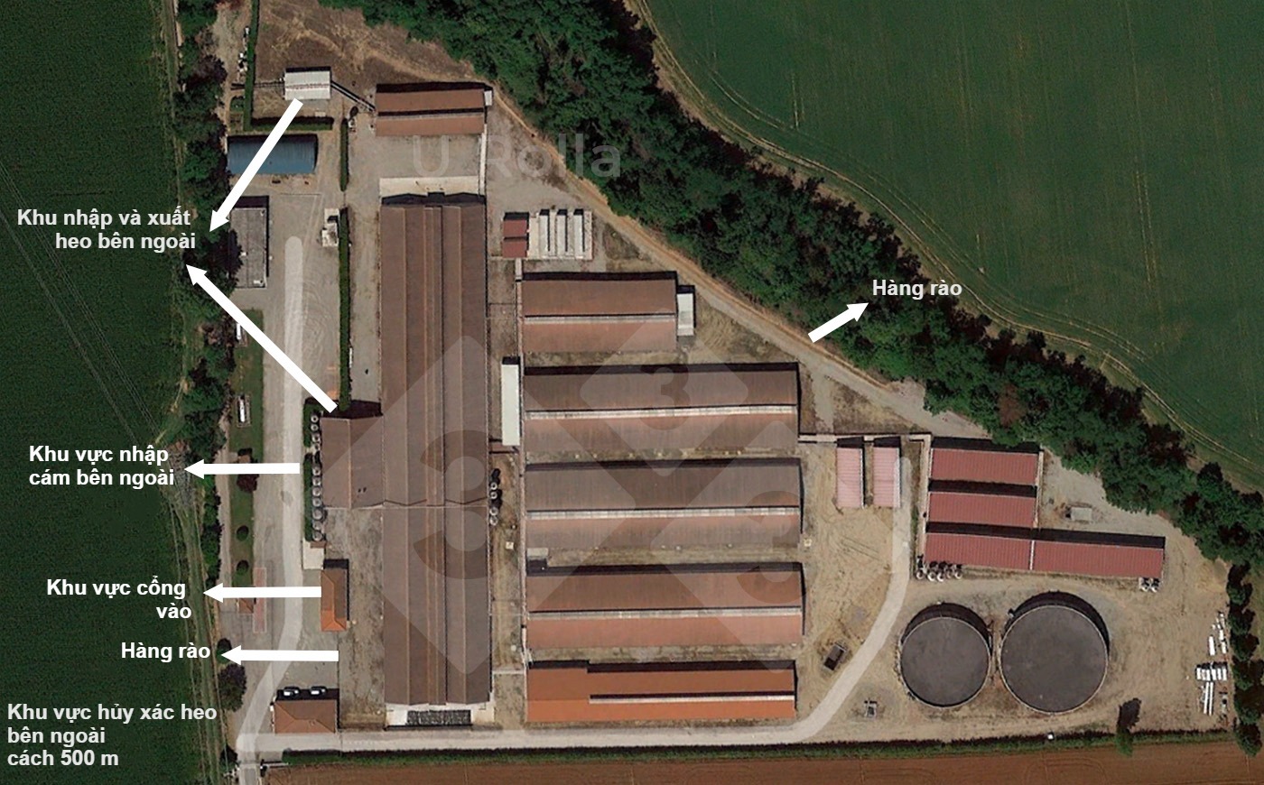 Aerial view of sow farm