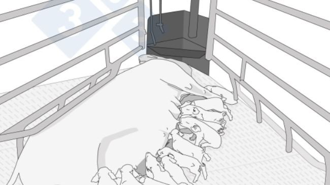 Infographic on precision feeding