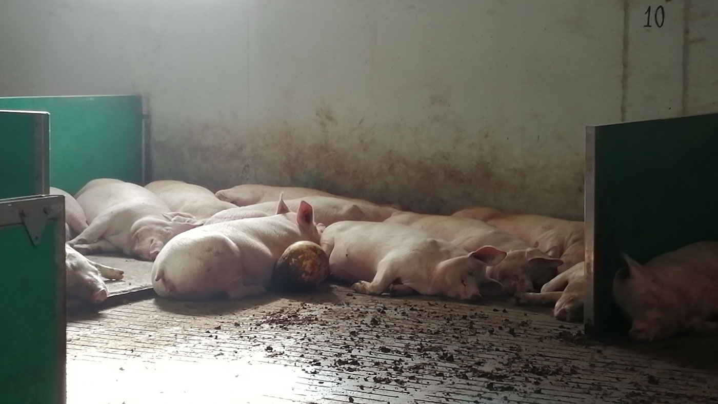 <p>Sows in group gestation.</p>
