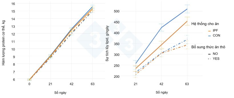 Hình 2. Hàm lượng protein cơ thể và tích lũy lipid theo việc bổ sung Phleum pratense (có/không bổ sung thức ăn thô xanh; NO, YES = bổ sung tăng dần 8–22%) và hệ thống cho ăn (CON = cho ăn theo nhóm theo giai đoạn; IPF = cho ăn chính xác theo cá thể) trong thí nghiệm kéo dài 63 ngày, được chia thành ba giai đoạn, mỗi giai đoạn 21 ngày.