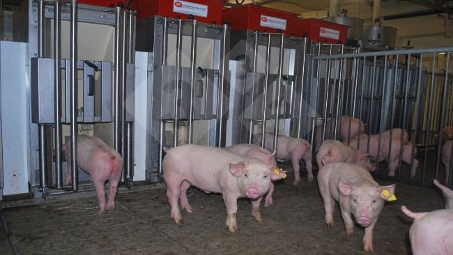 Photo 1. Individual feeders allow pigs to enter one at a time to request feed. Ear tags identify each pig with passive transponders, which allow the feeder to recognize the individual and provide daily diets tailored to each animal's&nbsp;specific needs.
