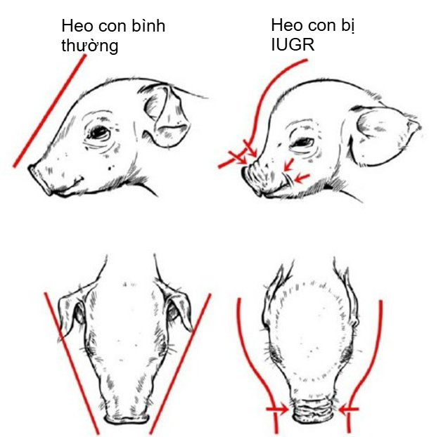 H&igrave;nh 2. H&igrave;nh dạng hộp sọ kiểu &ldquo;đầu c&aacute; heo&rdquo; đặc trưng ở heo con bị IUGR (Hales v&agrave; cs., 2014).
