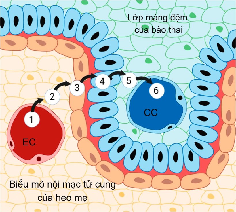 H&igrave;nh 3. Nhau thai của heo v&agrave; s&aacute;u lớp cấu tr&uacute;c: (1) mao mạch nội mạc tử cung, (2) m&ocirc; kẽ nội mạc tử cung, (3) biểu m&ocirc; nội mạc tử cung, (4) biểu m&ocirc; trophoblast, (5) m&ocirc; kẽ m&agrave;ng đệm v&agrave; (6) mao mạch m&agrave;ng đệm. Nguồn: Almeida &amp; Alvarenga, 2022.
