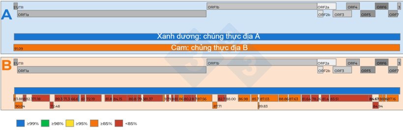 H&igrave;nh 2.
A) Minh họa sơ đồ so s&aacute;nh hai tr&igrave;nh tự hệ gen ho&agrave;n chỉnh của PRRSV được thu nhận từ mẫu huyết thanh gộp theo tỷ lệ 15:1 với gi&aacute; trị Ct l&agrave; 18,4. Một chủng virus được chọn l&agrave;m chủng tham chiếu (m&agrave;u xanh). Mức độ tương đồng nucleotide giữa c&aacute;c virus được thể hiện bằng c&aacute;c con số trong c&aacute;c &ocirc; vu&ocirc;ng m&agrave;u đỏ.

B) Minh họa sơ đồ so s&aacute;nh hai tr&igrave;nh tự hệ gen PRRSV được thu nhận từ mẫu huyết thanh gộp theo tỷ lệ 5:1 với gi&aacute; trị Ct l&agrave; 19,5. Một chủng virus được chọn l&agrave;m chủng tham chiếu (m&agrave;u xanh). Mức độ tương đồng nucleotide giữa c&aacute;c đoạn hệ gen thu được từ virus thứ hai được thể hiện bằng m&atilde; m&agrave;u v&agrave; c&aacute;c con số trong c&aacute;c &ocirc; vu&ocirc;ng m&agrave;u đỏ.

C&aacute;c gen trong hệ gen PRRSV được tr&igrave;nh b&agrave;y ph&iacute;a tr&ecirc;n ở cả h&igrave;nh A v&agrave; B. C&aacute;c ORF hiện diện trong hệ gen ho&agrave;n chỉnh của PRRSV cũng được minh họa ở phần ph&iacute;a tr&ecirc;n của cả hai h&igrave;nh.
