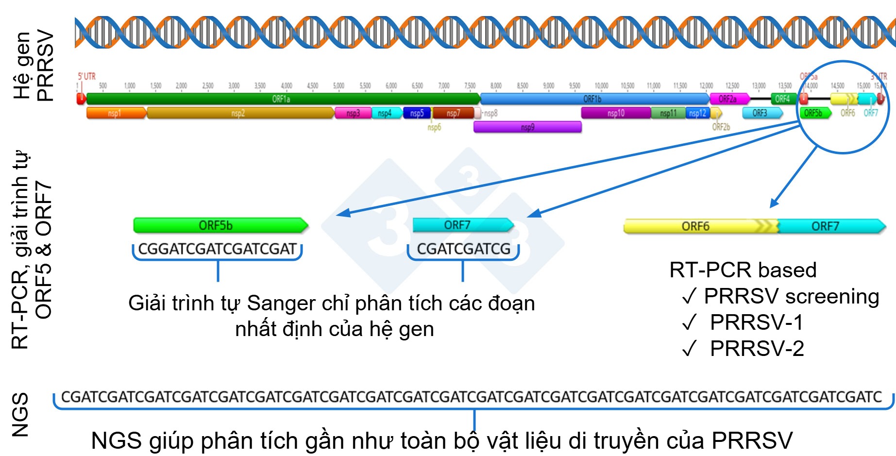 Schematic representation of a PRRSV whole genome and the target regions for different diagnostic assays