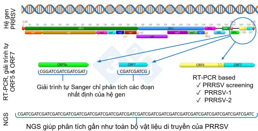 H&igrave;nh 1. Minh họa cấu tr&uacute;c to&agrave;n bộ hệ gen PRRSV (GenBank U87392) v&agrave; c&aacute;c v&ugrave;ng gen đ&iacute;ch của những phương ph&aacute;p chẩn đo&aacute;n kh&aacute;c nhau. Tại Hoa Kỳ, c&aacute;c x&eacute;t nghiệm RT-PCR nhằm ph&aacute;t hiện c&aacute;c chủng virus tương tự vaccine sống giảm độc lực (MLV) thường tập trung v&agrave;o v&ugrave;ng nsp2, trong khi kỹ thuật CLAMP sequencing d&ugrave;ng để ngăn sự khuếch đại của virus vaccine MLV trong giải tr&igrave;nh tự Sanger sẽ nhắm v&agrave;o gen ORF5.
