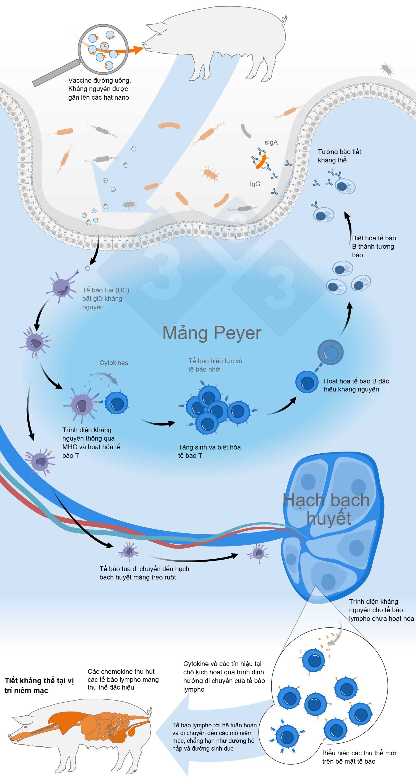 Scheme of activation of the common mucosal immune system by oral vaccine