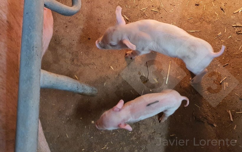 H&igrave;nh 4. Heo con c&ugrave;ng ổ c&oacute; trọng lượng sơ sinh ch&ecirc;nh lệch lớn - yếu tố quan trọng quyết định khả năng sống của ch&uacute;ng.
