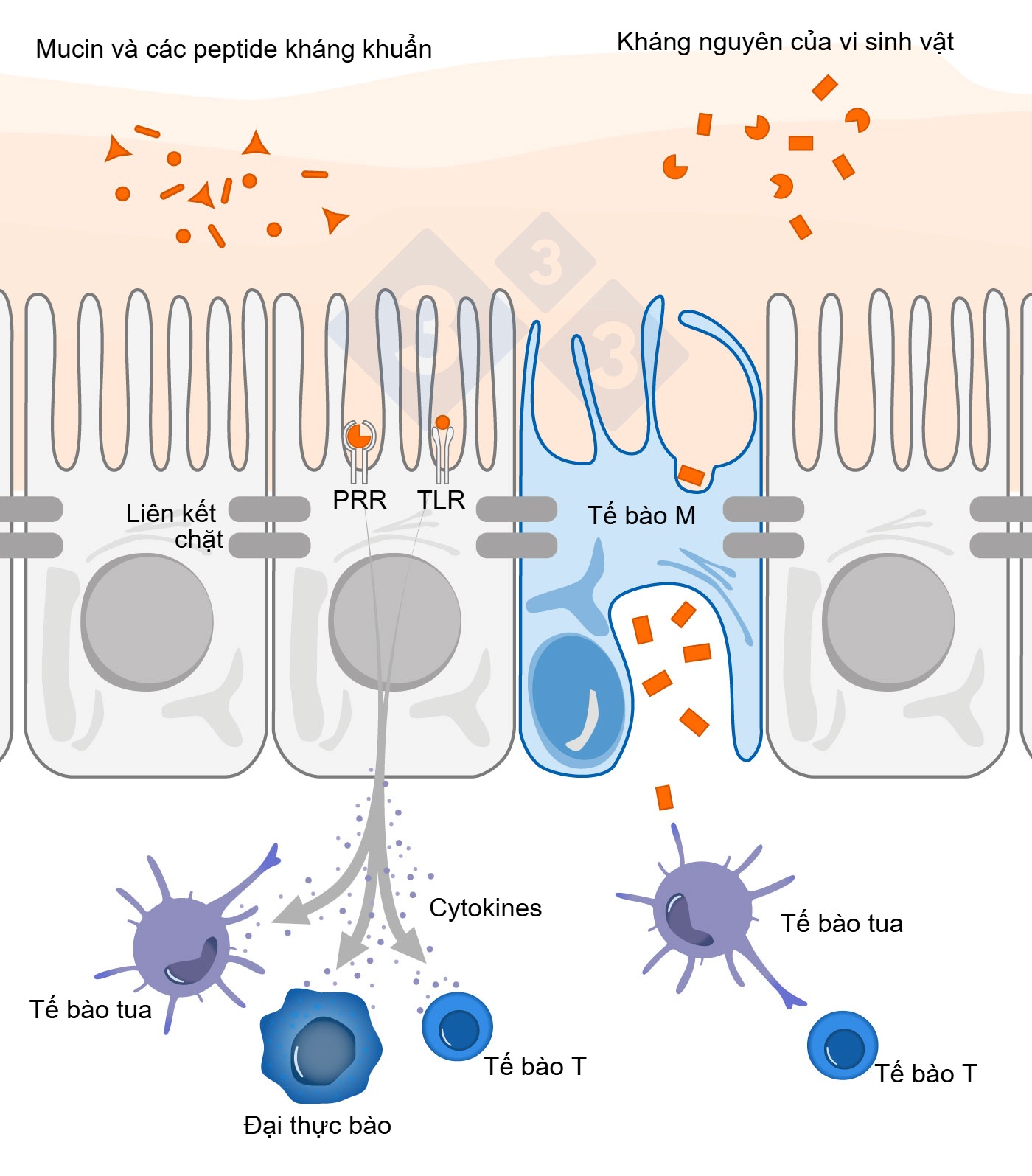 intestinal immunity