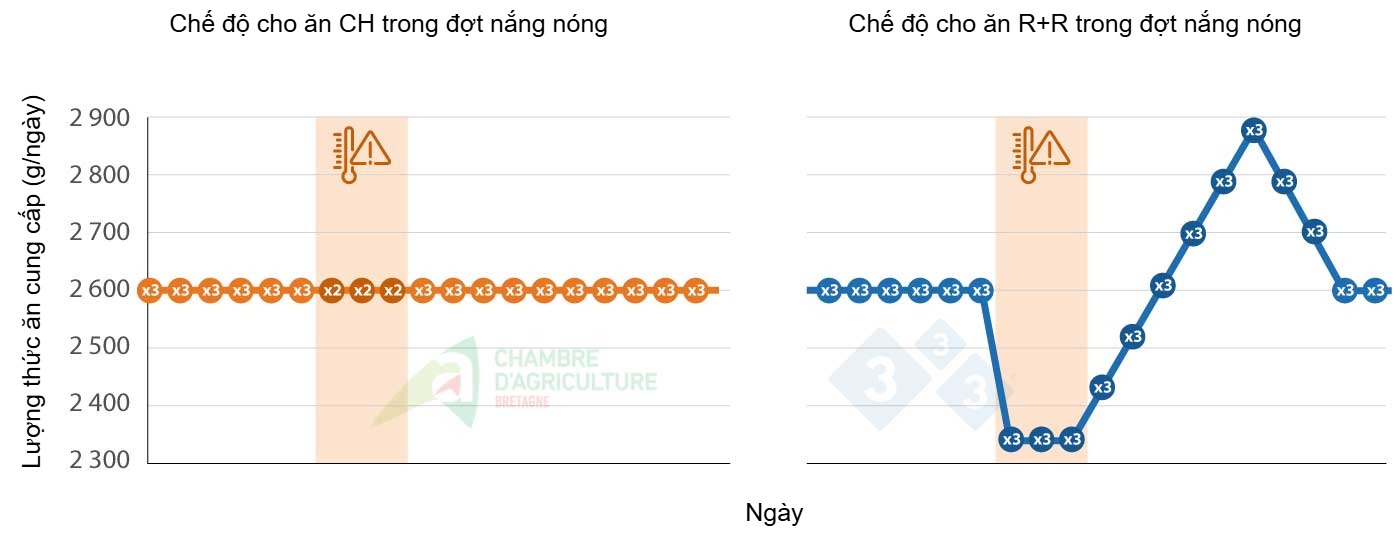 Example of a feeding plan for finishing pigs during a heat wave