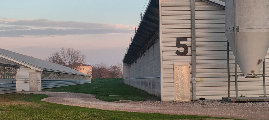 Photo 5: pig barns are numbered