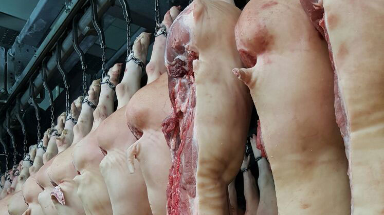 日本の豚生産 – 豚肉業界からのニュース