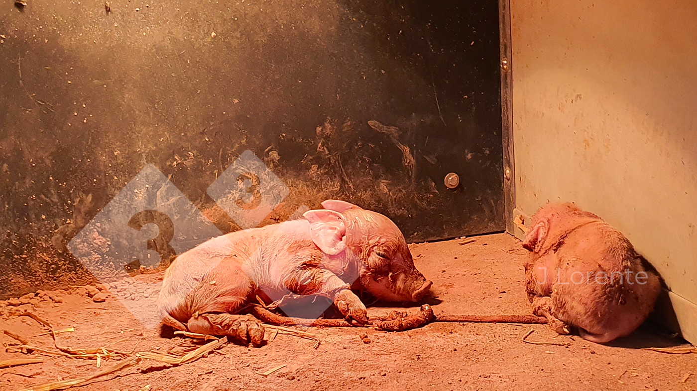Piglets in the nest with drying powder