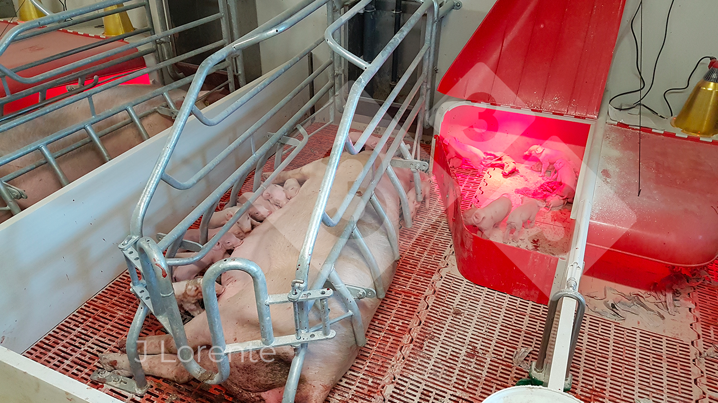 Piglets partially enclosed in nests