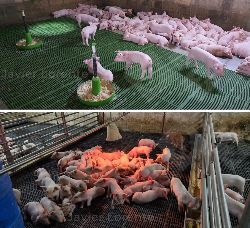 Thermal conditions of nursery pigs