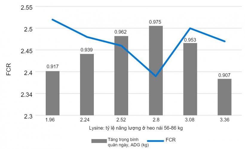 Biểu đồ 1. Ảnh hưởng của lysine: tỷ lệ năng lượng ở heo n&aacute;i 56-86 kg. Main v&agrave; cộng sự, 2002.
