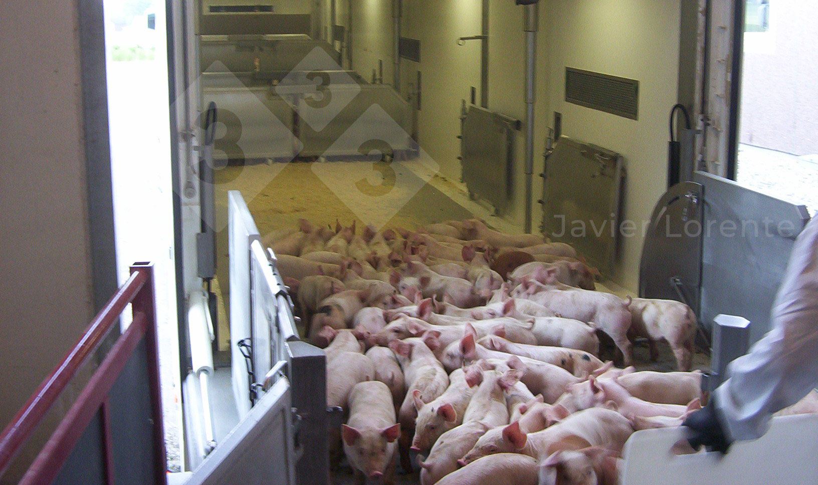 Piglets being loaded onto the truck