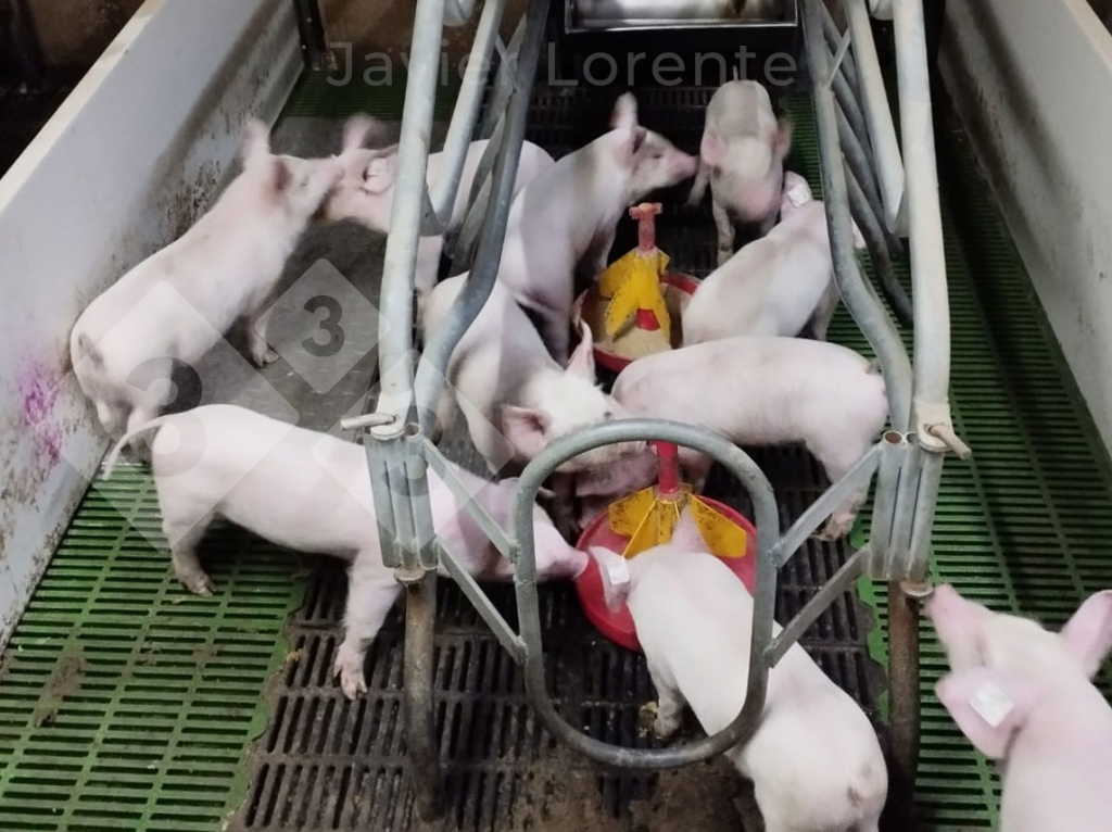 Weaned pigs in the farrowing room