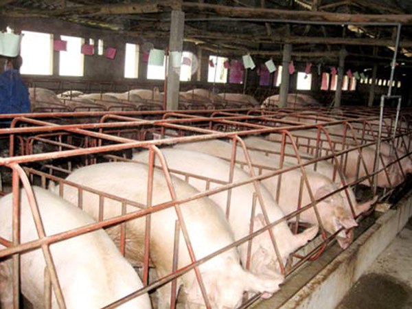 Đàn heo của Hà Giang đã có bước phát triển mạnh sau dịch tả heo châu Phi.