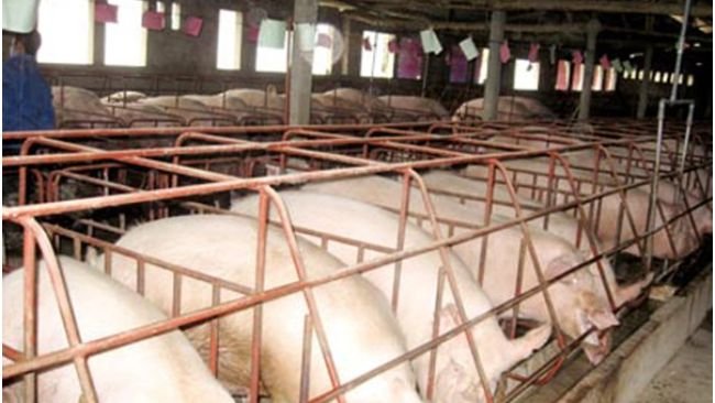 Đàn heo của Hà Giang đã có bước phát triển mạnh sau dịch tả heo châu Phi.