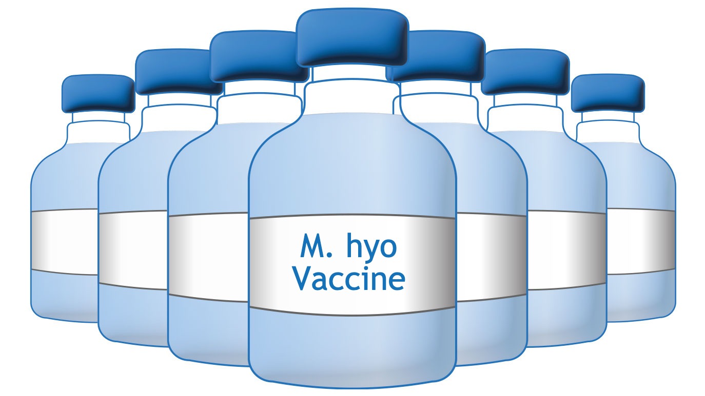 Các loại vắc-xin Mycoplasma hyopneumoniae - Bài báo - Cộng đồng chuyên ngành heo