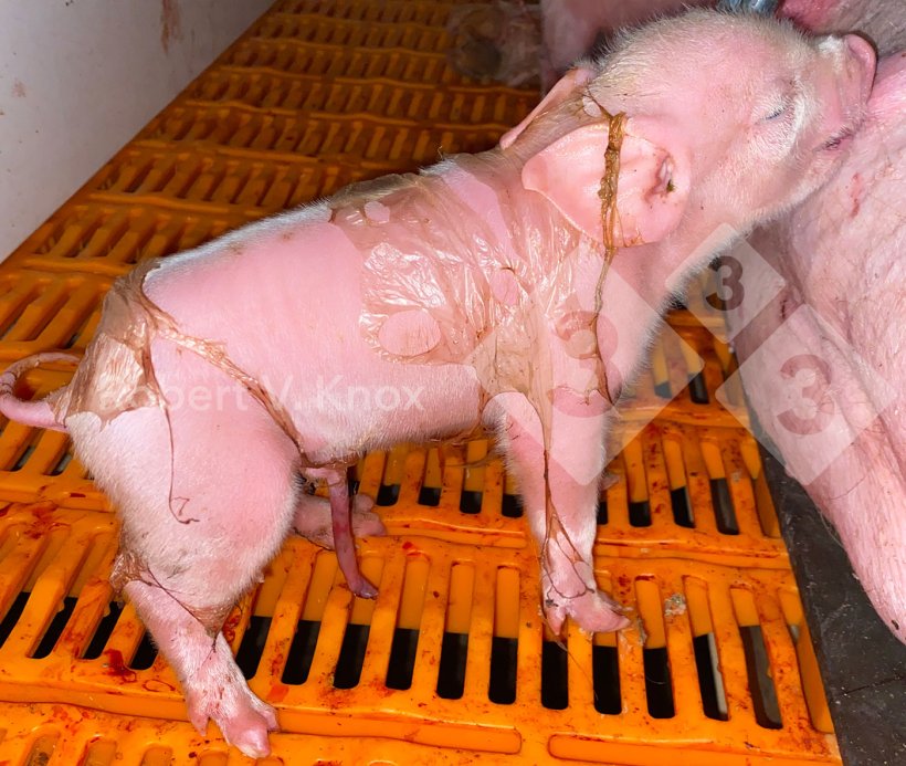 Hình 6. Heo con mới sinh dính một ít màng ối.