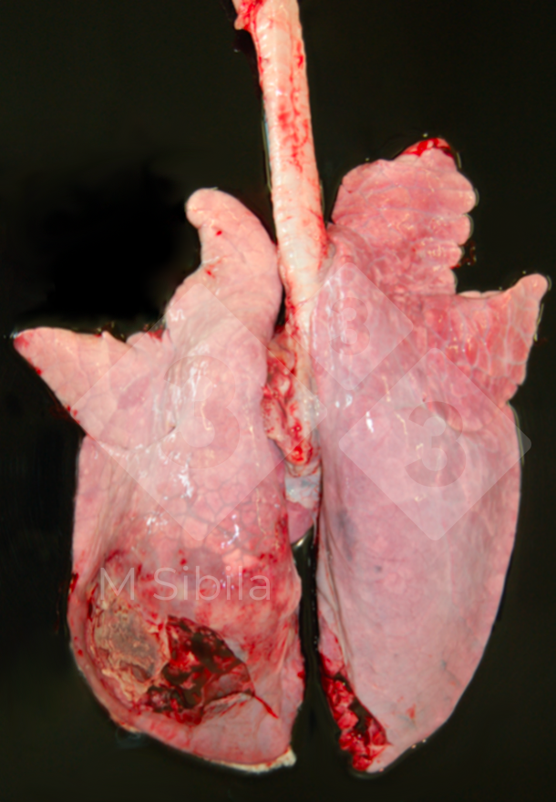 Pig lung showing a dorso-caudal unilateral, fibrinous-fibrous pleuritis
