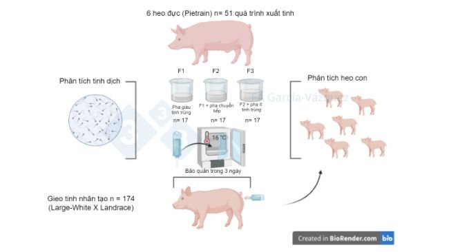 Hình 1. Tóm tắt nghiên cứu bằng hình ảnh.