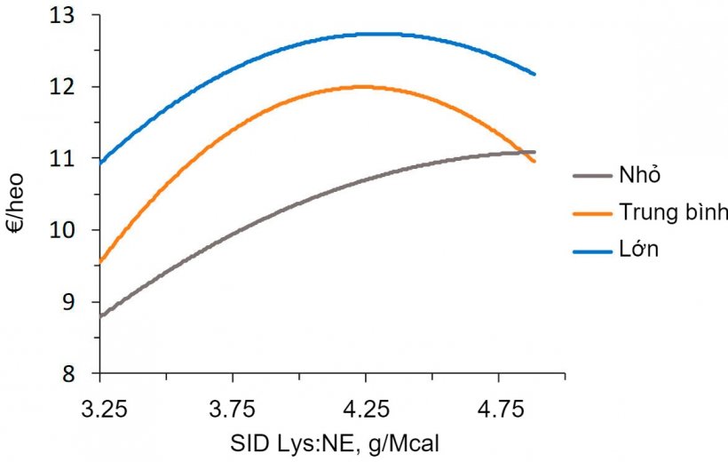 H&igrave;nh 2. M&ocirc; h&igrave;nh kinh tế (IOFFC) về ảnh hưởng của tỷ lệ lysine:năng lượng ở heo xuất chuồng (28-63 kg trọng lượng hơi) được ph&acirc;n loại theo trọng lượng ban đầu (từ Aymerich v&agrave; cộng sự, 2020).
