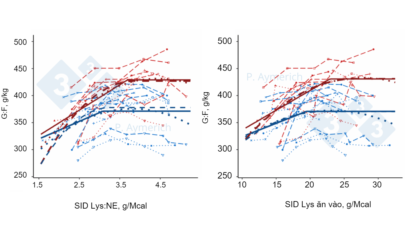 Modeling the effect of lysine to energy ratio and daily lysine intake.