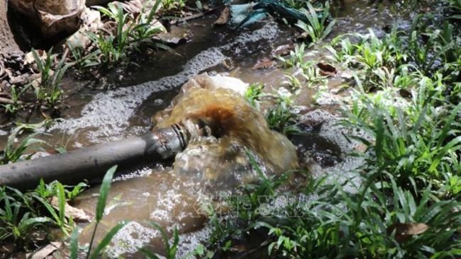 Nước thải ô nhiễm từ trại nuôi lợn chảy ra vườn cao su của dân. 