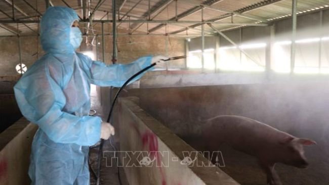 Phun khử trùng nhằm phòng, chống dịch bệnh tả lợn châu Phi.