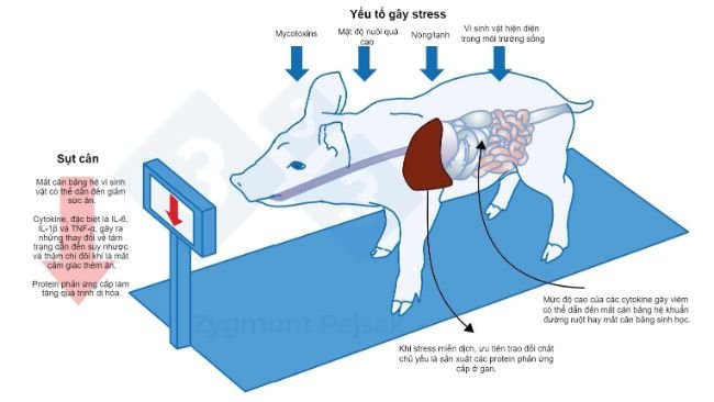 Hình 3. Chi phí bổ sung của cảnh báo miễn dịch kéo dài là giảm cảm giác thèm ăn và do đó, kéo dài thời gian vỗ béo. Do áp lực từ các yếu tố stress môi trường ảnh hưởng đến từng cá thể vật nuôi theo cách khác nhau nên sẽ có trọng lượng không đồng đều ở heo cai sữa hoặc heo vỗ béo ở cùng độ tuổi. Sự khác biệt về trọng lượng giữa các vật nuôi cùng độ tuổi có thể gây ra hậu quả kinh tế nghiêm trọng. Ngoài ra, đặc biệt ở vật nuôi non, chế độ ăn không chứa các chất dinh dưỡng cần thiết để tăng cường sức đề kháng chống bệnh truyền nhiễm có thể khiến vật nuôi dễ bị nhiễm bệnh hơn. 