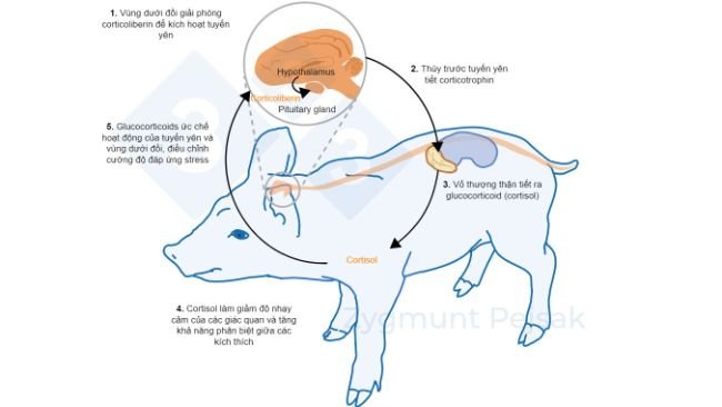 Hình 2. Vài phút hoặc vài giờ sau khi stress xảy ra, trục vùng dưới đồi – tuyến yên – tuyến thượng thận (HPA) được kích hoạt. Tuyến yên tiết ra corticotrophin, chất này đến vỏ thượng thận sẽ kích thích nơi này tiết ra glucocorticoid, bao gồm cortisol. Glucocorticoids ức chế hoạt động của tuyến yên và vùng dưới đồi, nhờ đó điều chỉnh cường độ đáp ứng stress. Cortisol đã được sử dụng rộng rãi như một dấu hiệu của stress ở heo, cũng như là một chỉ tiểu của xét nghiệm không xâm nhập vào bên trong với nước bọt. 