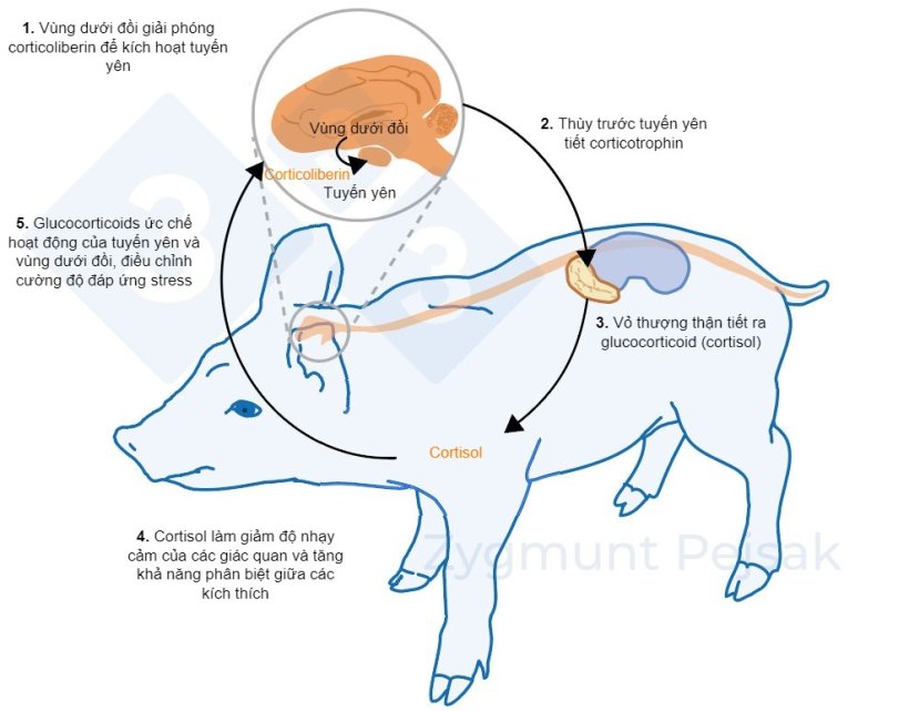 Hình 2. Vài phút hoặc vài giờ sau khi stress xảy ra, trục vùng dưới đồi – tuyến yên – tuyến thượng thận (HPA) được kích hoạt. Tuyến yên tiết ra corticotrophin, chất này đến vỏ thượng thận sẽ kích thích nơi này tiết ra glucocorticoid, bao gồm cortisol. Glucocorticoids ức chế hoạt động của tuyến yên và vùng dưới đồi, nhờ đó điều chỉnh cường độ đáp ứng stress. Cortisol đã được sử dụng rộng rãi như một dấu hiệu của stress ở heo, cũng như là một chỉ tiểu của xét nghiệm không xâm nhập vào bên trong với nước bọt. 