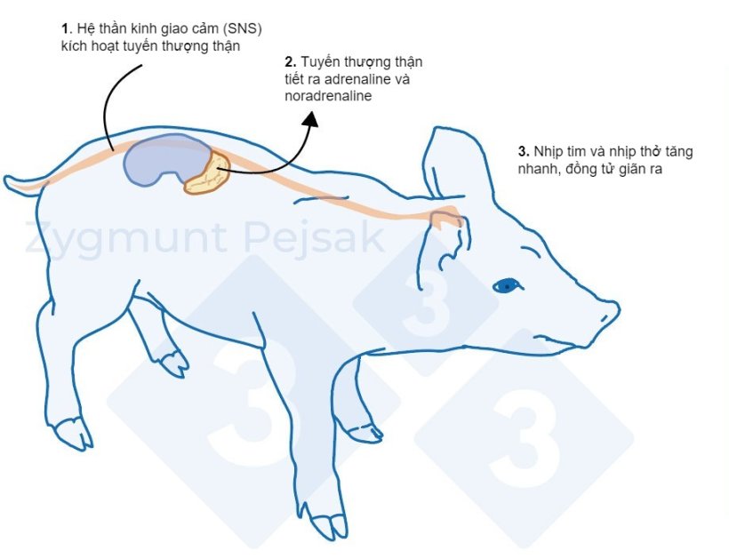 Hình 1. Sau khi tác nhân gây stress bị kích hoạt, hệ thống giao cảm sẽ kích thích tuyến thượng thận giải phóng adrenaline và noradrenaline. Sự kích hoạt hệ thống giao cảm ở heo có thể được đo bằng Chromogranin A (CgA). 