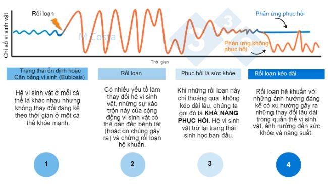 Hình 1 – Sơ đồ giả thuyết mô tả phản ứng của hệ vi sinh vật đối với sự xáo trộn. 1) Những cá thể khỏe mạnh có mức độ biến đổi hệ vi sinh vật bình thường, không dẫn đến bệnh tật (điều này được gọi là eubiosis, 2) Một sự xáo trộn (ví dụ như stress nhiệt) có thể dẫn đến mất ổn định hệ vi sinh vật, gây bệnh. 3) Hệ vi sinh vật có khả năng phục hồi sẽ trở lại trạng thái tương tự như trước khi bị xáo trộn, tức là không có bệnh tật. 4) Các vi sinh vật không có khả năng phục hồi sẽ không “hồi phục trở lại”, do đó mắc chứng rối loạn hệ khuẩn và tình trạng bệnh kéo dài.