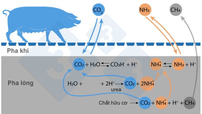 H&igrave;nh 1. Sơ đồ&nbsp;giản lược của c&aacute;c phản ứng ảnh hưởng đến ph&aacute;t thải NH3 v&agrave; CH4.&nbsp;
