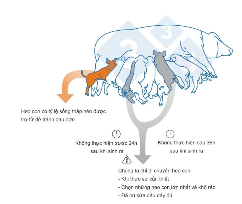 Những điểm ch&iacute;nh cần lưu &yacute; khi gh&eacute;p heo con. 
