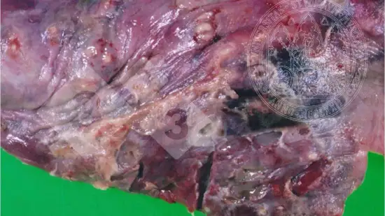 Semaine du 18-Mar-2026