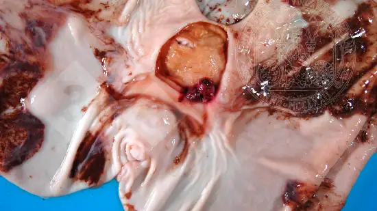 Semaine du 25-Mar-2026