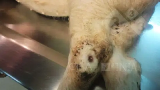 Images de Piqûres d’insectes - 22-Nov-2021 - 3trois3, Le site de la ...