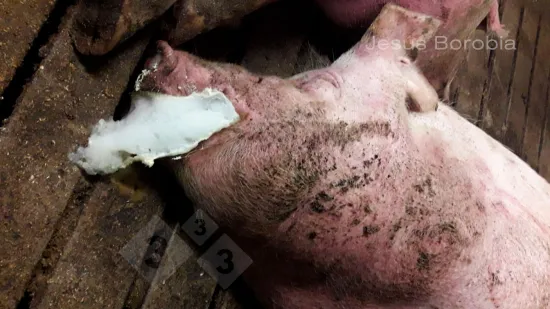 Semaine du 26-Nov-2025