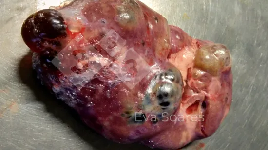 Semaine du 04-Fév-2026