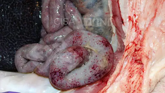 Semaine du 15-Avr-2026