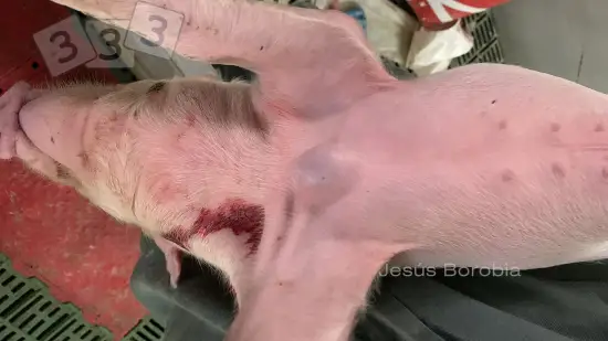 Semana de 17-Fev-2026