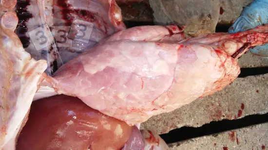 Semana de 10-Mar-2026