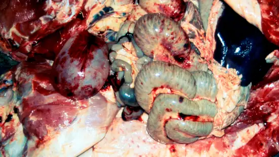 Semana de 17-Mar-2026