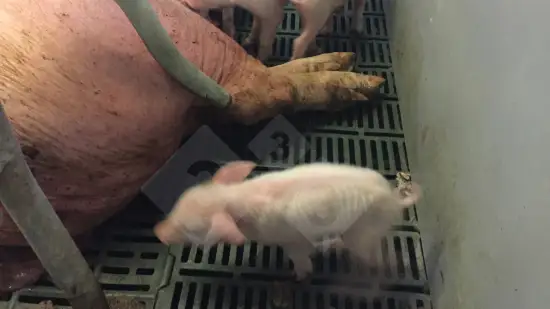 Semana de 03-Mar-2026