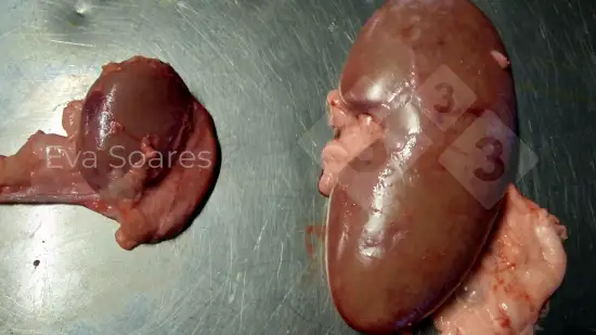 Semana de 28-Abr-2026